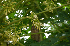 Carica papaya